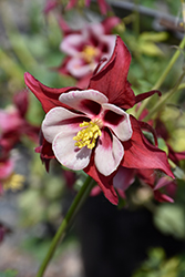 Swan Red and White Columbine (Aquilegia 'Swan Red and White') at Lurvey Garden Center