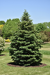 Black Hills Spruce (Picea glauca var. densata) at Lurvey Garden Center