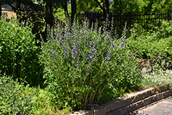 Purple Smoke False Indigo (Baptisia 'Purple Smoke') at Lurvey Garden Center