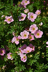 Pink Beauty Potentilla (Potentilla fruticosa 'Pink Beauty') at Lurvey Garden Center