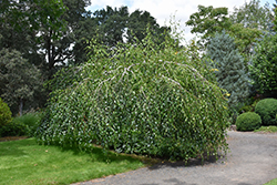 Young's Weeping Birch (Betula pendula 'Youngii') at Lurvey Garden Center
