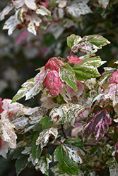 Vanity Red Maple (Acer rubrum 'Vanity') at Lurvey Garden Center