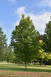 Autumn Fest Sugar Maple (Acer saccharum 'JFS-KW8') at Lurvey Garden Center