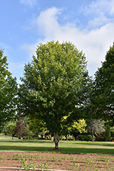 Belle Tower Sugar Maple (Acer saccharum 'Reba') at Lurvey Garden Center