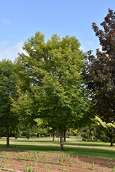 Wright Brothers Sugar Maple (Acer saccharum 'Wright Brothers') at Lurvey Garden Center