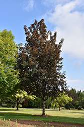 Purpleleaf Sycamore Maple (Acer pseudoplatanus 'Atropurpureum') at Lurvey Garden Center