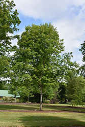 John Pair Sugar Maple (Acer saccharum 'John Pair') at Lurvey Garden Center