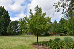 Rugged Ridge Miyabe Maple (Acer miyabei 'JFS-KW3AMI') at Lurvey Garden Center