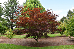 Crimson Prince Japanese Maple (Acer palmatum 'Crimson Prince') at Lurvey Garden Center