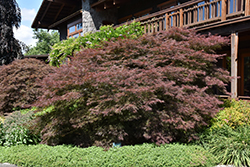 Ever Red Lace-Leaf Japanese Maple (Acer palmatum 'Ever Red') at Lurvey Garden Center