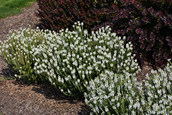 Snow Hill Sage (Salvia x sylvestris 'Snow Hill') at Lurvey Garden Center