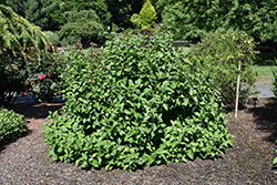 Isanti Dogwood (Cornus sericea 'Isanti') at Lurvey Garden Center