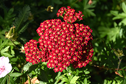 Red Velvet Yarrow (Achillea millefolium 'Red Velvet') at Lurvey Garden Center