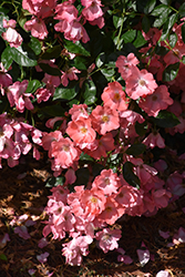 Flower Carpet Coral Rose (Rosa 'Flower Carpet Coral') at Lurvey Garden Center