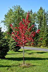 Regal Celebration Maple (Acer x freemanii 'Regal Celebration') at Lurvey Garden Center