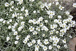Snow-In-Summer (Cerastium tomentosum) at Lurvey Garden Center