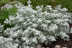 Silver Brocade Artemisia (Artemisia stelleriana 'Silver Brocade') at Lurvey Garden Center
