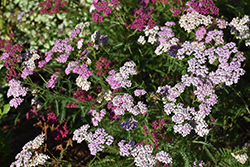 Summer Pastels Yarrow (Achillea millefolium 'Summer Pastels') at Lurvey Garden Center
