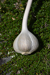 Garlic (Allium sativum) at Lurvey Garden Center