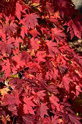 Northern Glow Maple (Acer 'Hasselkus') at Lurvey Garden Center