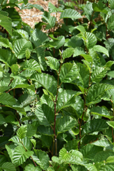 Mountain Alder (Alnus tenuifolia) at Lurvey Garden Center