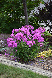 Flame Lilac Garden Phlox (Phlox paniculata 'Flame Lilac') at Lurvey Garden Center