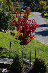 Prairie Rouge Red Maple (Acer rubrum 'Jefrouge') at Lurvey Garden Center