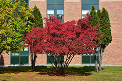Amur Maple (Acer ginnala) at Lurvey Garden Center