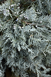 Blue Haven Juniper (Juniperus scopulorum 'Blue Haven') at Lurvey Garden Center