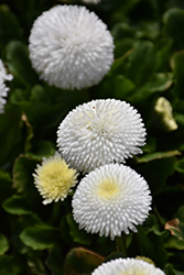 Bellisima White English Daisy (Bellis perennis 'Bellissima White') at Lurvey Garden Center