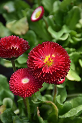 Bellisima Red English Daisy (Bellis perennis 'Bellissima Red') at Lurvey Garden Center
