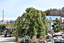 Weeping White Pine (Pinus strobus 'Pendula') at Lurvey Garden Center
