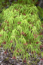Shinobuga Oka Japanese Maple (Acer palmatum 'Shinobuga Oka') at Lurvey Garden Center