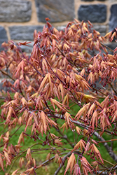 Aka Shigitatsu Sawa Japanese Maple (Acer palmatum 'Aka Shigitatsu Sawa') at Lurvey Garden Center
