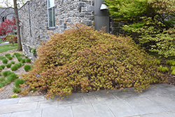 Spring Delight Japanese Maple (Acer palmatum 'Spring Delight') at Lurvey Garden Center