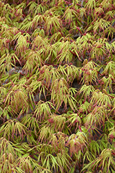 Spring Delight Japanese Maple (Acer palmatum 'Spring Delight') at Lurvey Garden Center