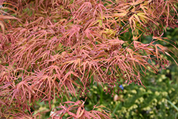 Villa Taranto Japanese Maple (Acer palmatum 'Villa Taranto') at Lurvey Garden Center