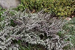 Pewter Lace Painted Fern (Athyrium nipponicum 'Pewter Lace') at Lurvey Garden Center