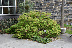 Green Cascade Maple (Acer japonicum 'Green Cascade') at Lurvey Garden Center
