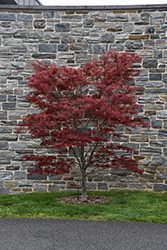 Red Spider Japanese Maple (Acer palmatum 'Red Spider') at Lurvey Garden Center