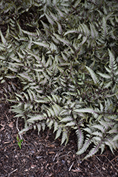 Wildwood Twist Japanese Painted Fern (Athyrium nipponicum 'Wildwood Twist') at Lurvey Garden Center