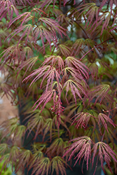 Jeddeloh Orange Japanese Maple (Acer palmatum 'Jeddeloh Orange') at Lurvey Garden Center