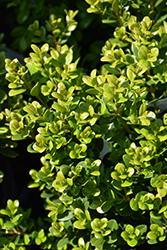 Little Missy Boxwood (Buxus microphylla 'Little Missy') at Lurvey Garden Center
