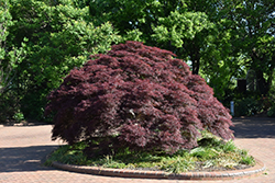 Purple-Leaf Threadleaf Japanese Maple (Acer palmatum 'Dissectum Atropurpureum') at Lurvey Garden Center