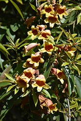 Cross Vine (Bignonia capreolata) at Lurvey Garden Center