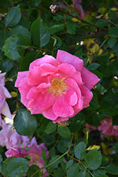 Carefree Beauty Rose (Rosa 'Carefree Beauty') at Lurvey Garden Center