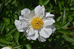 Krinkled White Peony (Paeonia 'Krinkled White') at Lurvey Garden Center