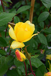 Golden Showers Rose (Rosa 'Golden Showers') at Lurvey Garden Center