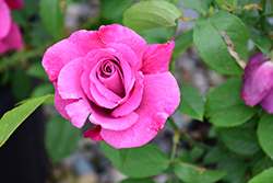 Heirloom Rose (Rosa 'Heirloom') at Lurvey Garden Center