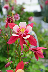 Origami Red and White Columbine (Aquilegia 'Origami Red and White') at Lurvey Garden Center